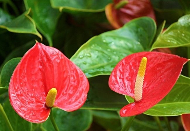 flores de sombra antúrio