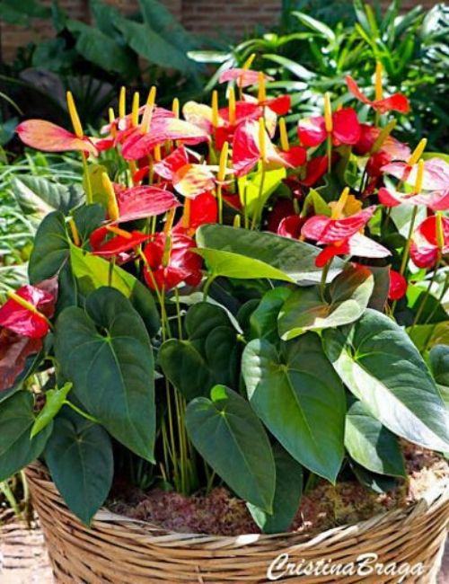 plantas para banheiro antúrio 