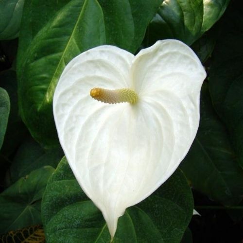 flor antúrio branco