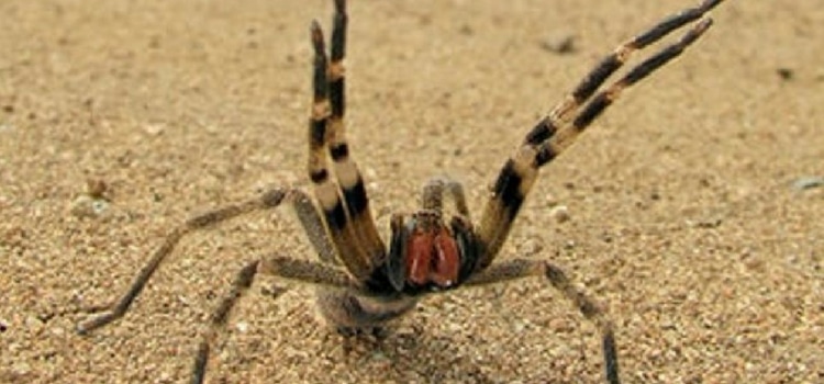 insetos perigosos Brasil aranha armadeira