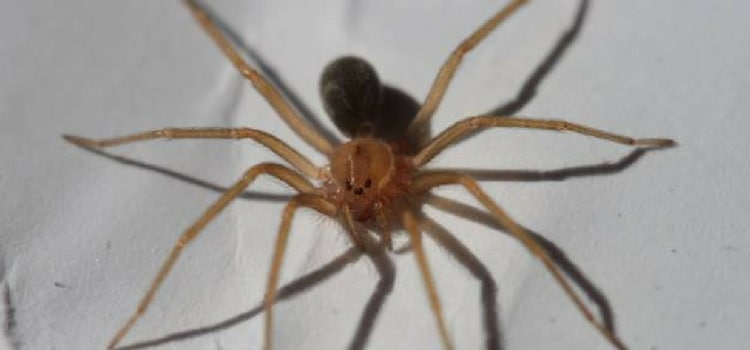insetos perigosos Brasil aranha marrom 