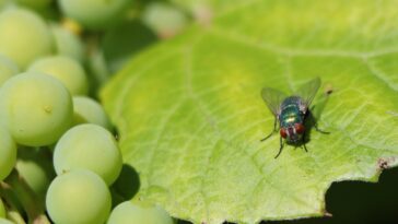 armadilha mosca da fruta
