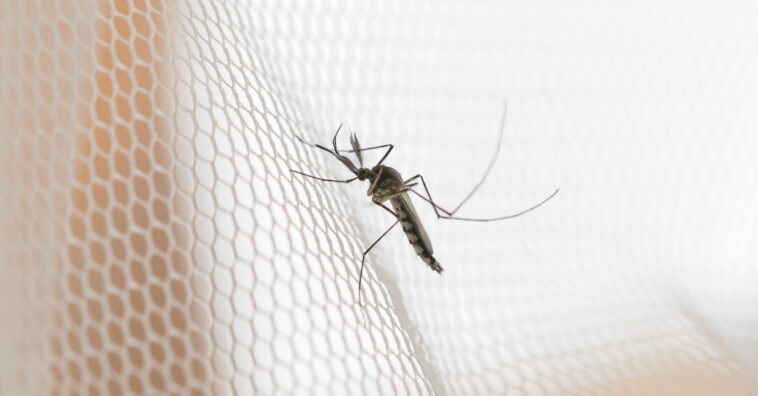 armadilha para mosquito