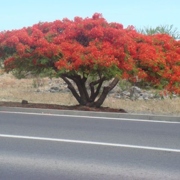 tipo de árvore para calçada flamboyant