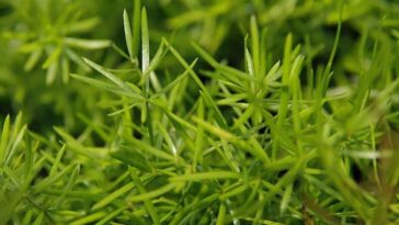 cuidados com o aspargo alfinete