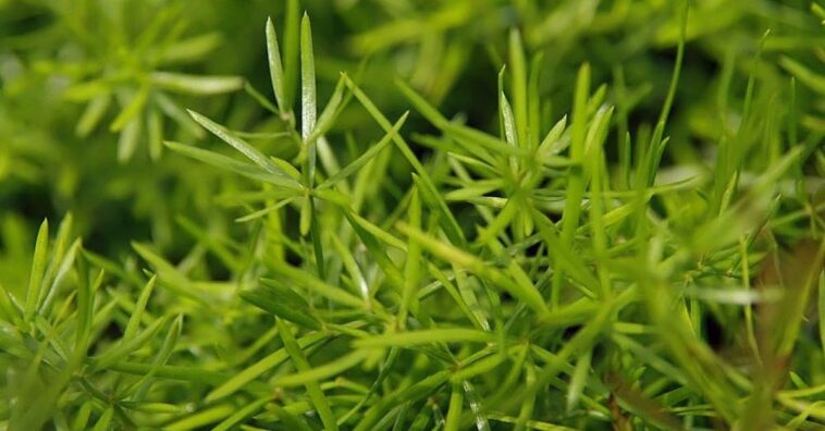 cuidados com o aspargo alfinete