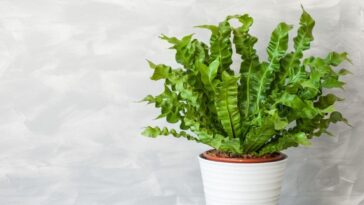 como cuidar de asplênio