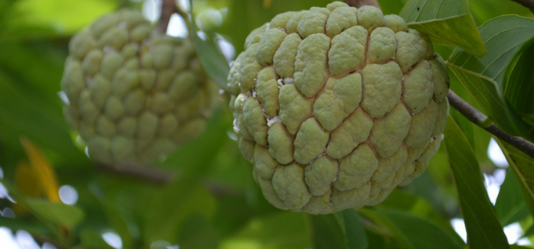 consumir atemoia safra de julho