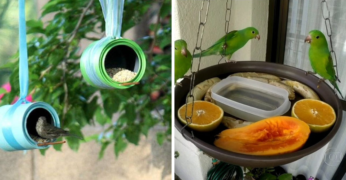 Como atrair pássaros para o seu quintal: 5 dicas básicas