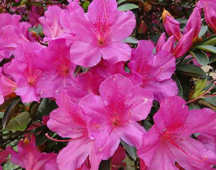 azalea - plantas que eliminam poluentes