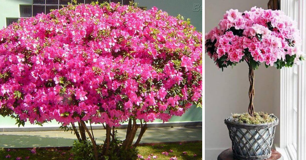 Flor azaleia: aprenda a cultivar para ter um inverno florido