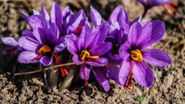 açafrão benefícios