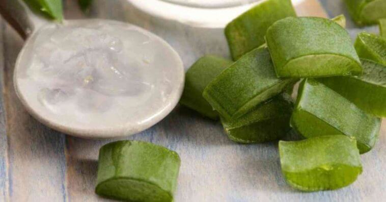 Babosa para renovar a pele