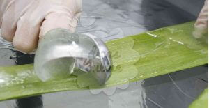 babosa-cura-receita-cabelo-remedio (2)