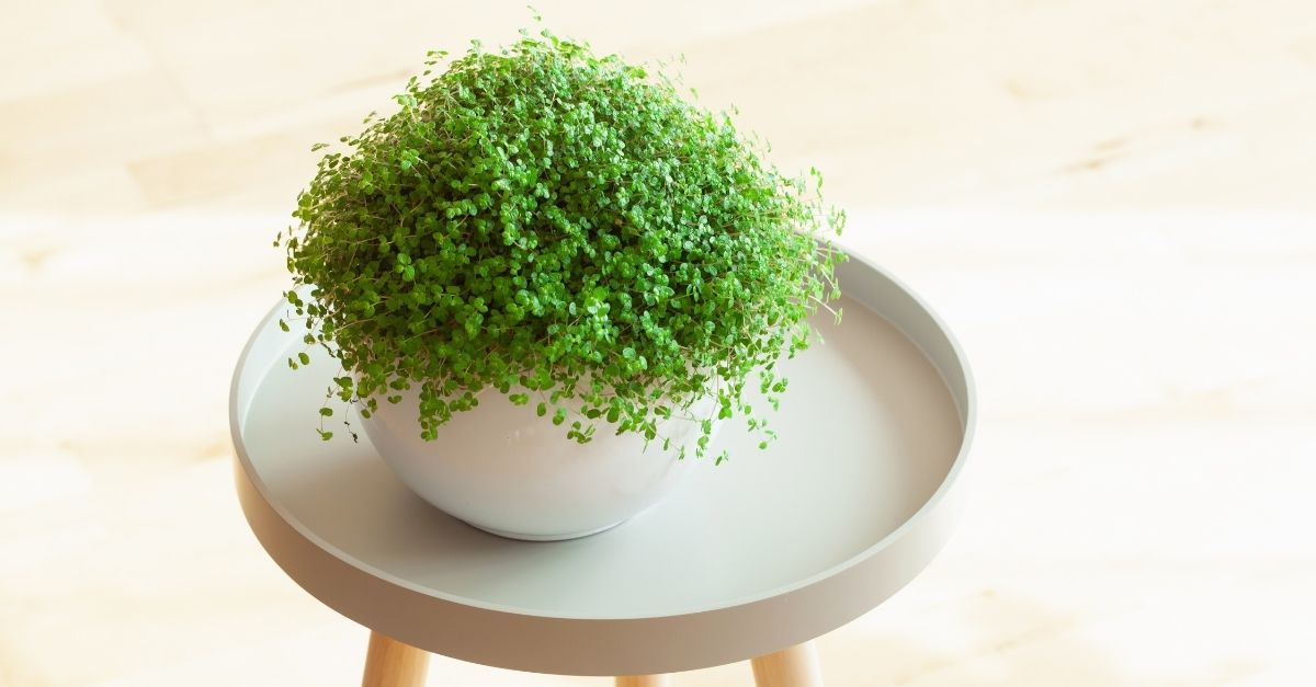 como cuidar da barba-de-moisés