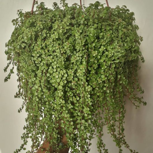 plantas pendentes barba-de-moisés