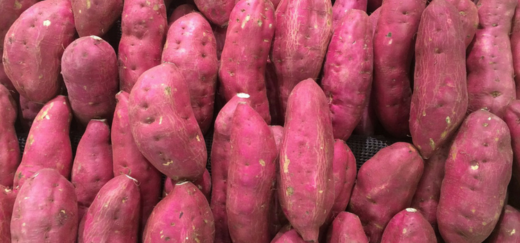 consumir batata-doce safra de julho