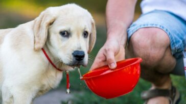 bebidas que cachorro pode e não pode tomar