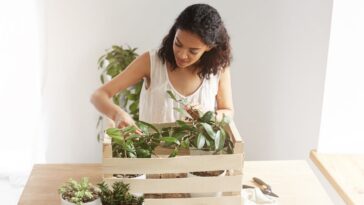 begônia da amazônia