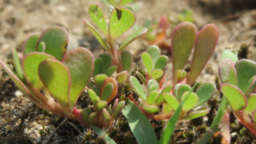 beldroega benefícios para a saúde
