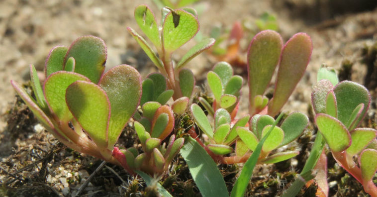 beldroega benefícios para a saúde