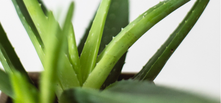 benefícios babosa para varizes