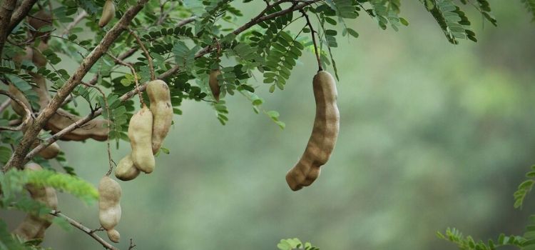 chá de tamarindo como usar