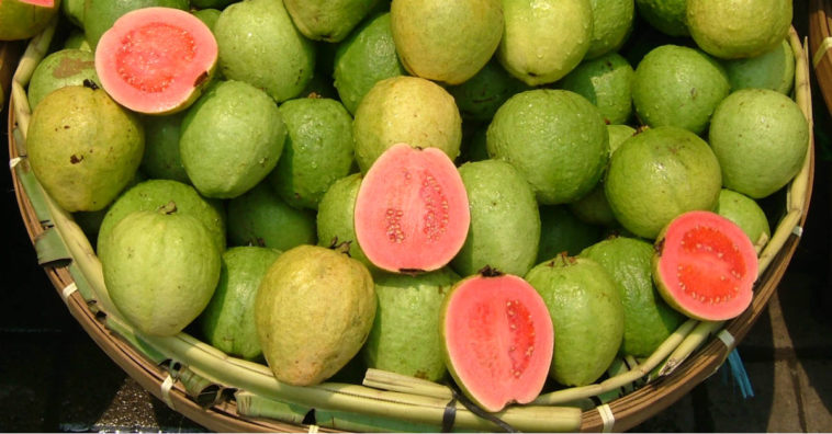 benefícios da goiaba para a saúde