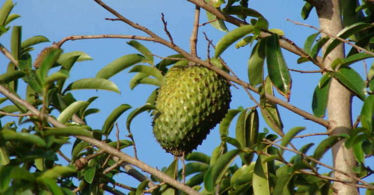 benefícios da graviola