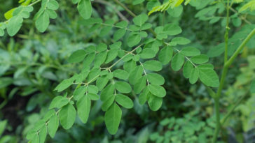 benefícios da moringa