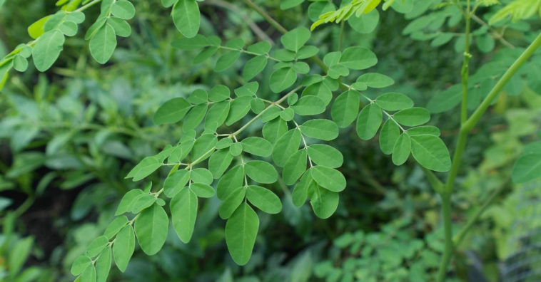benefícios da moringa