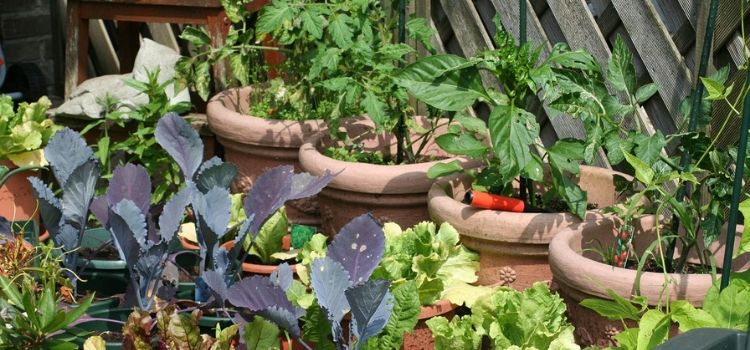 os benefícios de usar canela nas plantas