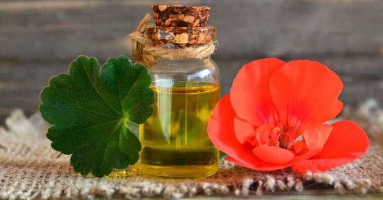 como usar óleo essencial de gerânio