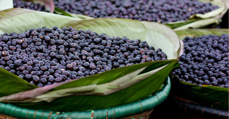 benefícios do açaí