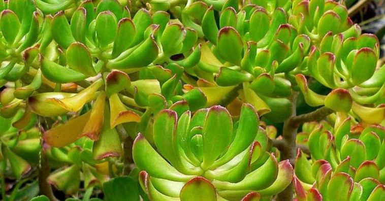 benefícios do bálsamo