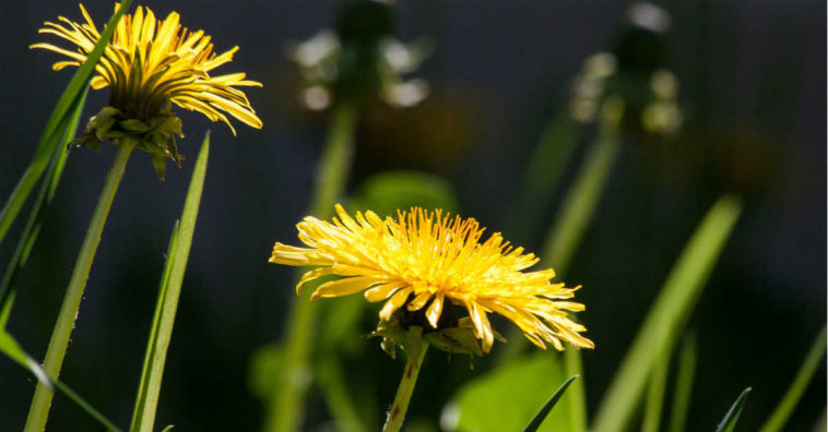 benefícios do dente-de-leão