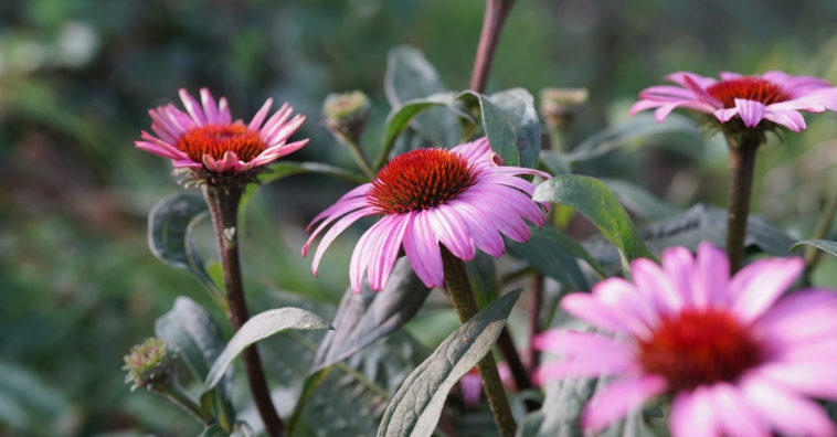 benefícios equinácea