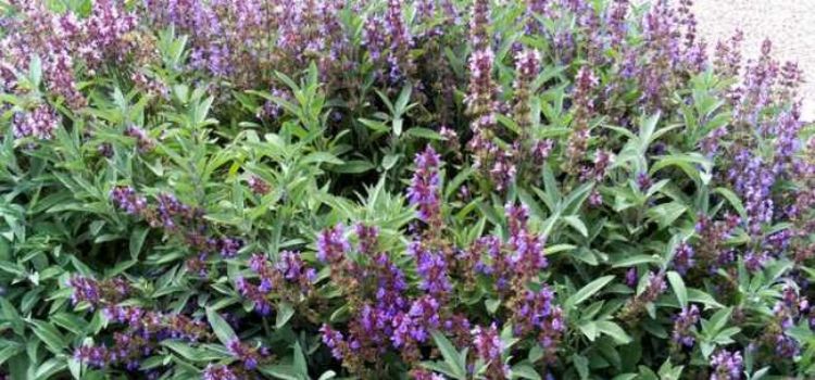 benefícios da sálvia