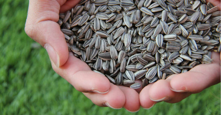 benefÃ­cios semente de girassol