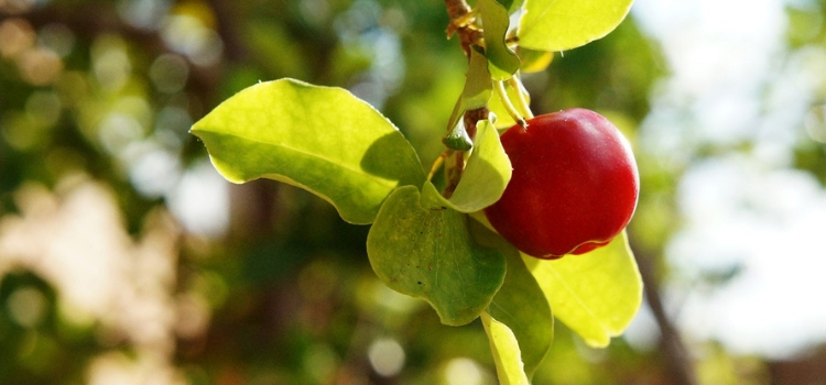 principais beneficios acerola