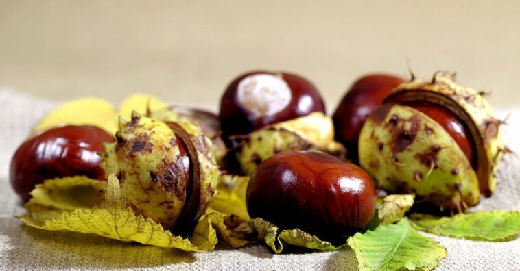castanha-da-índia