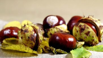 castanha-da-índia