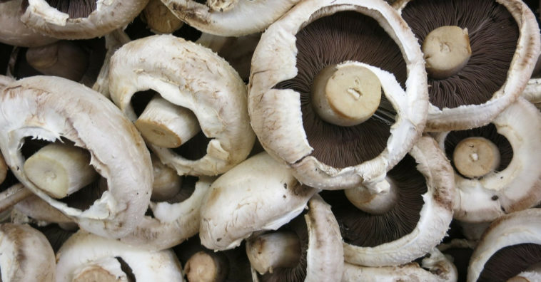 cogumelo Portobello