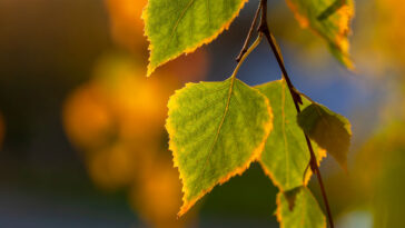 beneficios da betula