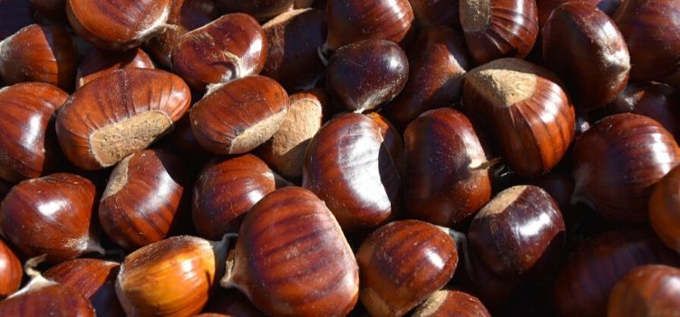 beneficios da castanha portuguesa à saúde