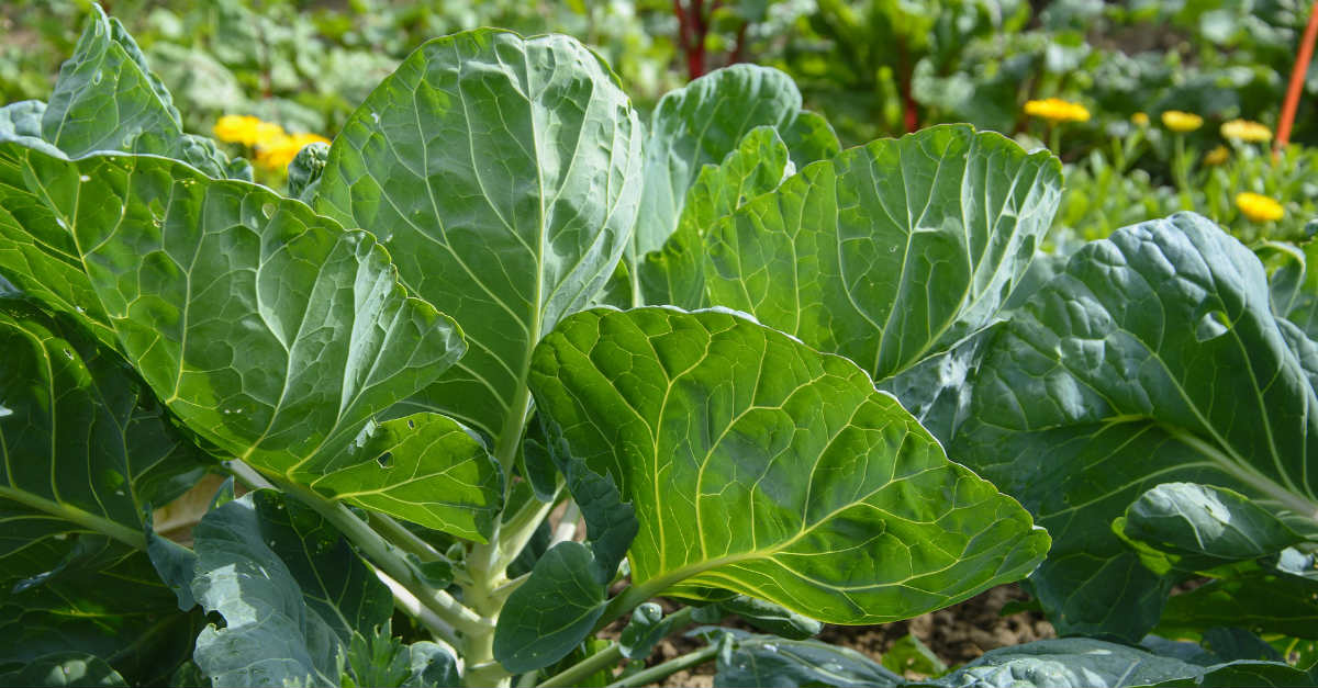 benefícios da couve