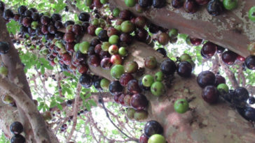 jabuticaba