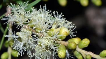 benefícios do óleo de melaleuca