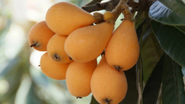 benefícios da nêspera