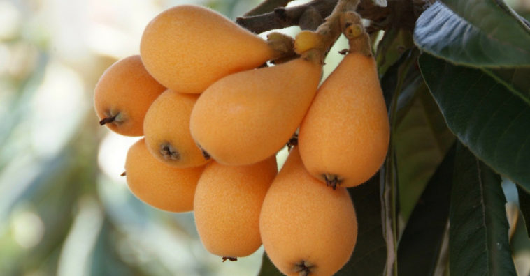 benefícios da nêspera